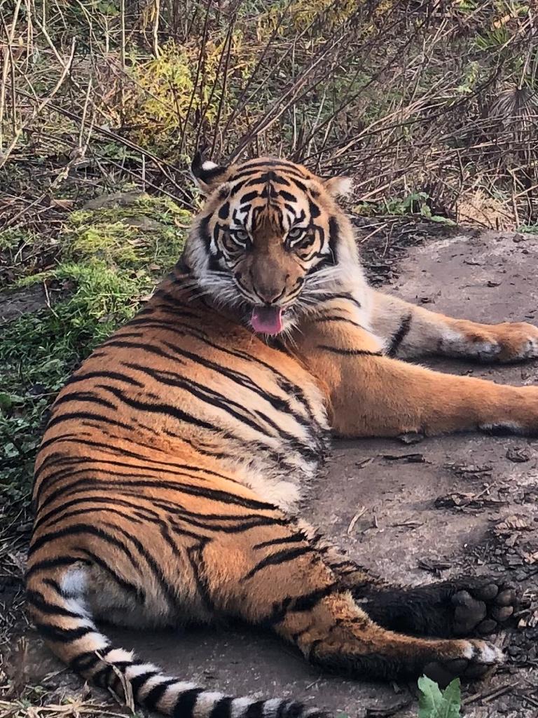 Edinburgh Zoo Tiger